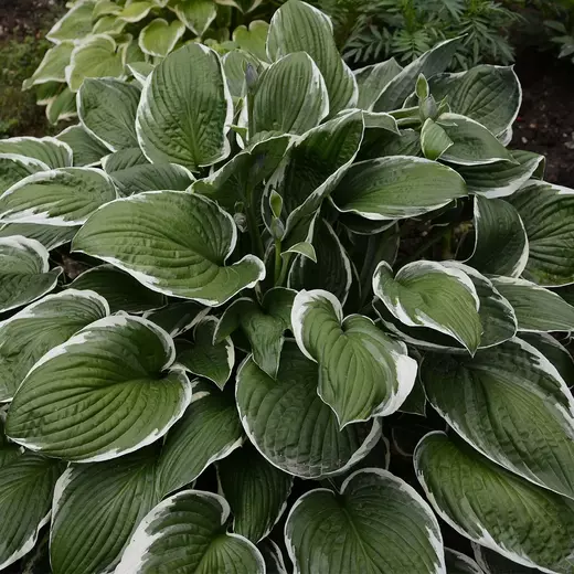Hosta fortunei Francee