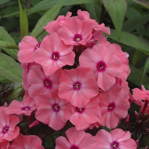 Phlox paniculata Sweet Summer Orange Rose