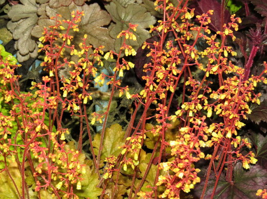 Heuchera Ginger Ale