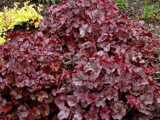 Heuchera Northern Exposure Silver (x richardsonii)