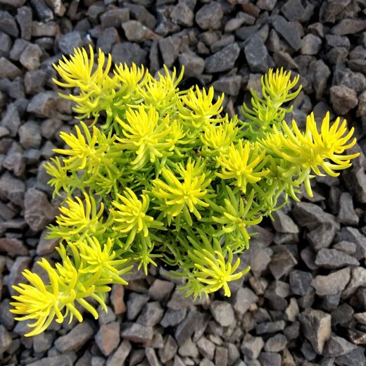Sedum reflexum