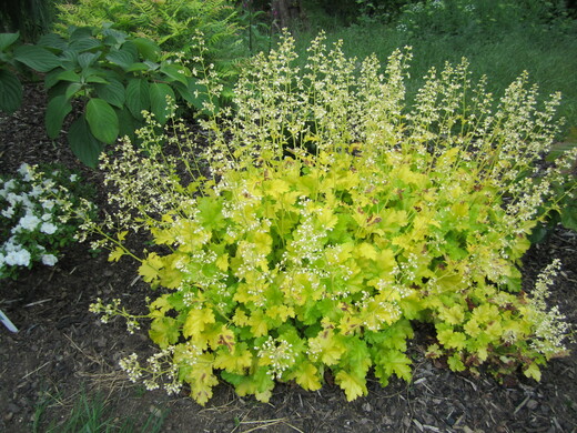 Heuchera Lime Rickey