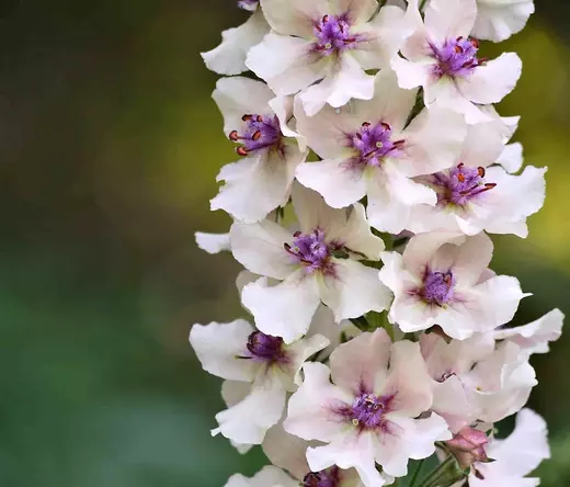 Verbascum nigrum Album