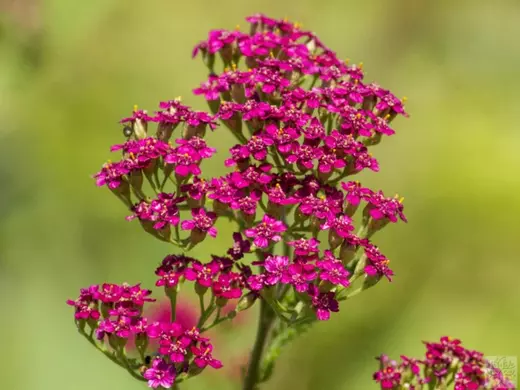 Achillea mill. 'Cerise Queen' Řebříček obecný 'Cerise Queen'