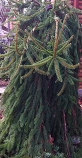 Abies alba Pendula - Jedle bělokorá.jpg