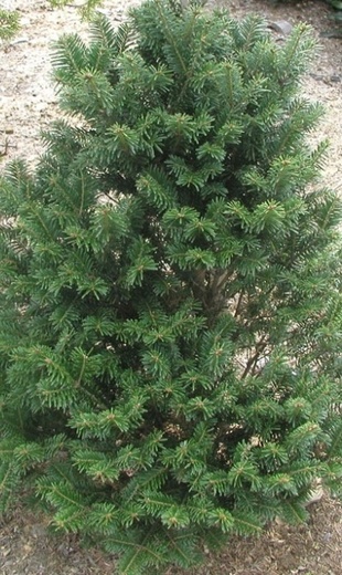 Abies alba Pyramidalis - Jedle bělokorá.jpeg