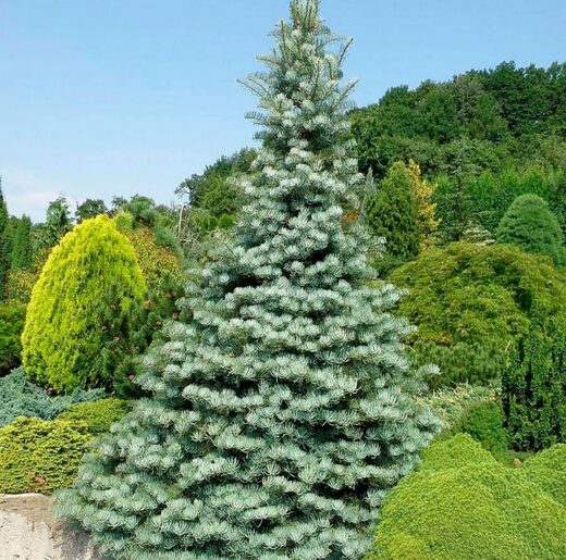 Abies alpina 'Jeddeloh' . Jedle bělokorá 'Jeddeloh'