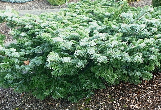 abies amabilis Spreading Star - Jedle líbezná.jpg