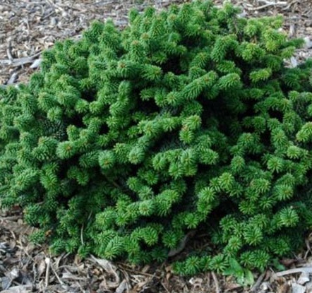 Abies balsamea Piccolo - Jedle balzámová.jpg