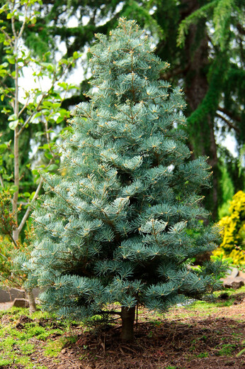 Abies_concolor_Archers_Dwarf1.jpg
