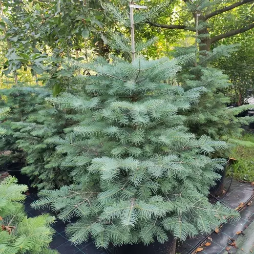 Abies concolor 'Hexe' – jedle ojíněná