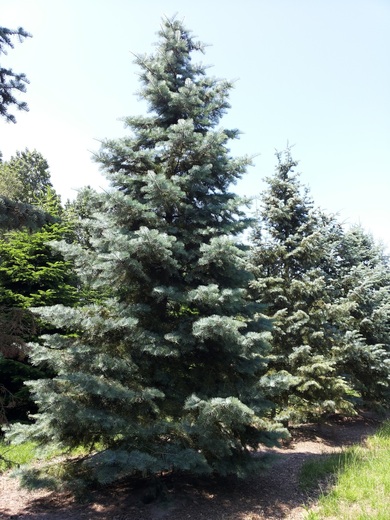 Abies concolor – jedle ojíněná