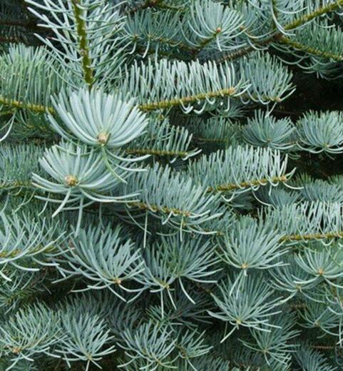 Abies concolor 'Violacea' - Jedle ojíněná 'Violacea' stbrná