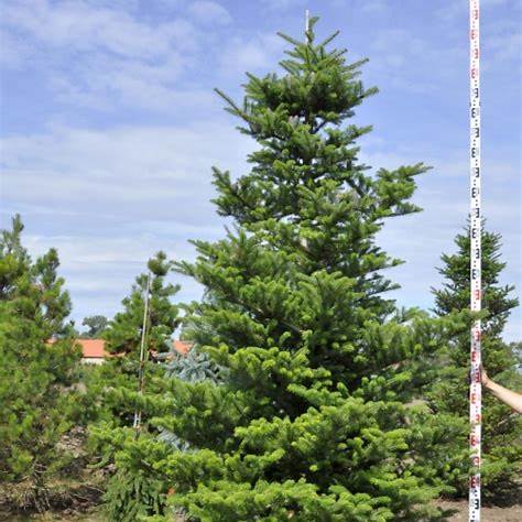 Abies koreana 'Arnold' – jedle korejska Arnold
