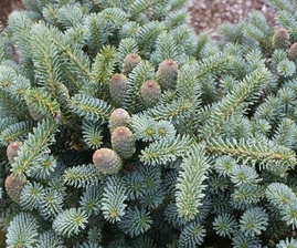 Abies koreana Blauer Pfiff -Jedle korejská.jpg