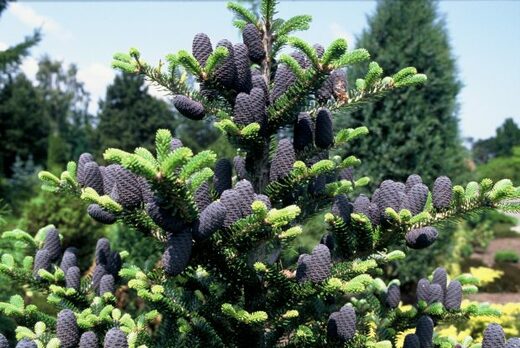 Abies koreana – jedle korejská