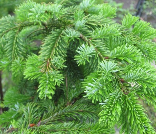 Abies veitchii Pendula - Jedle veitchova.jpg
