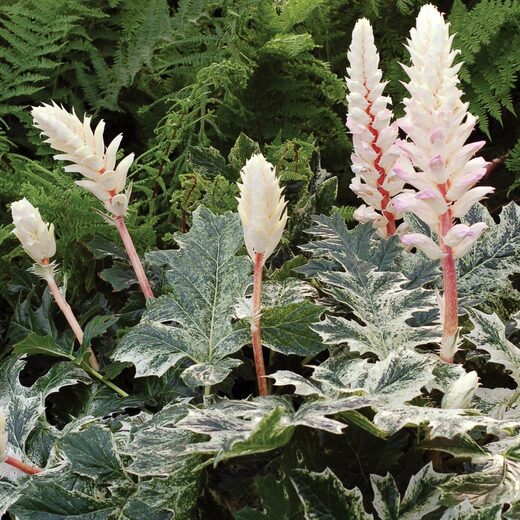 Acanthus hyb. 'Whitewater' Paznehtník hyb. 'Whitewater'