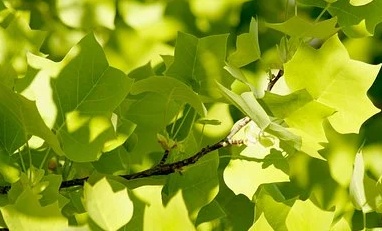 Acer campestre - Javor babyka.jpg