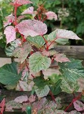 Acer conspicuum Red Flamingo - Javor výrazný.jpg