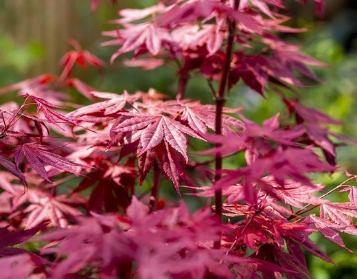 acer palmatum atropurpureum - Javor dlanitolistý Atropurpureum.j