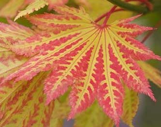 acer palmatum bi hoo - Javor dlanitolistý.jpg