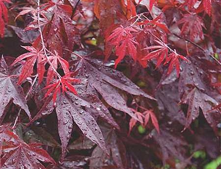 Acer palmatum Bloodgood - Javor dlanitolistý Bloodgood.jpg