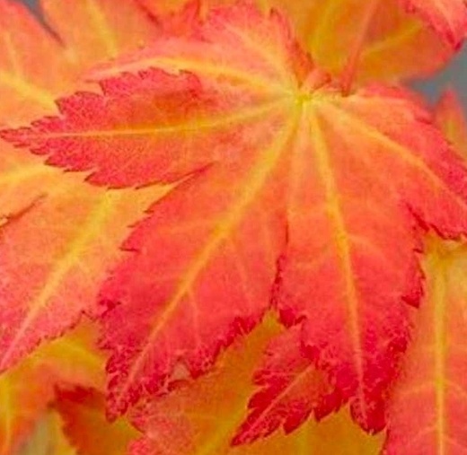Acer palmatum Orange Dream - Javor dlanitolistý.jpg