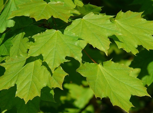 Acer platanoides - Javor mleč.jpg