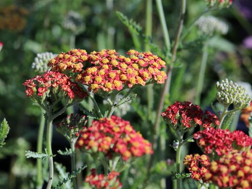 Achillea filipendulina Feuerland