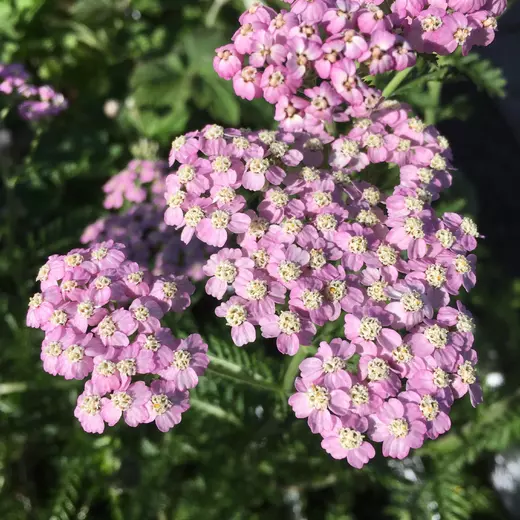 Achillea mill. 'Lilac Beauty' Řebříček obecný 'Lilac Beauty'