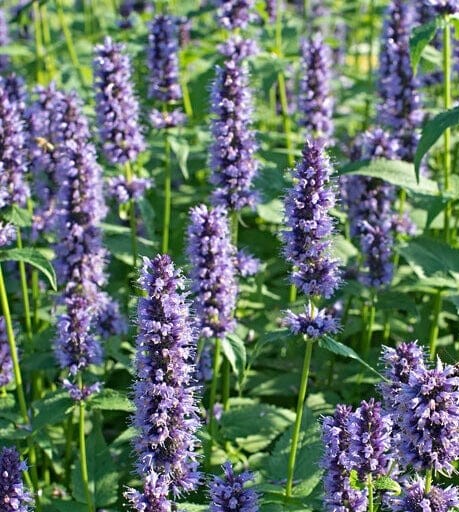 Agastache 'Little Adder'.jpg