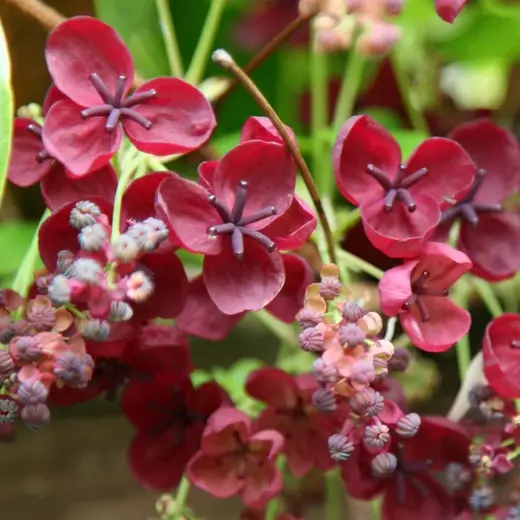 Akebia quinata