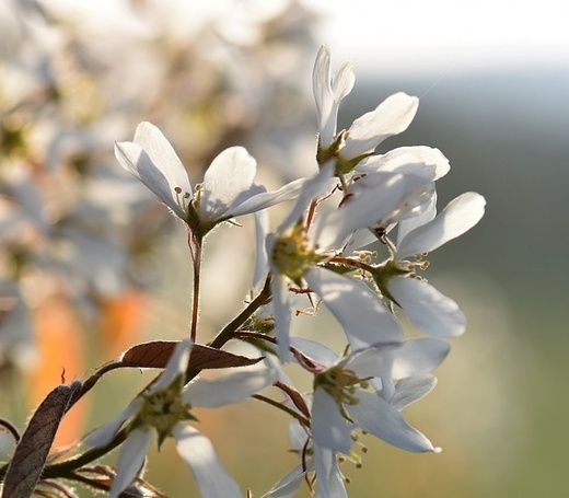Amelanchier lamarckii - Muchovník Lamarckův.jpg