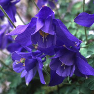 Aquilegia alpina 'Navy Blue' Orlíček alpský 'Navy Blue'