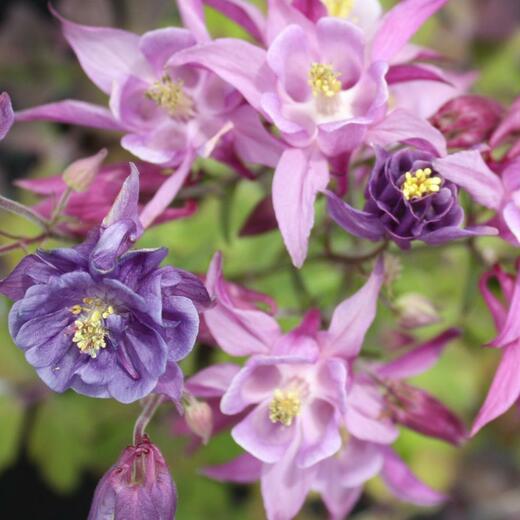 Aquilegia caer. 'Biedermeier' Orlíček velkokvětý 'Biedermeier'