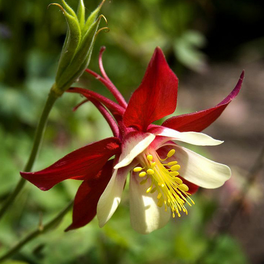 Aquilegia caer. 'Crimson Star' Orlíček velkokvětý 'Crimson Star'
