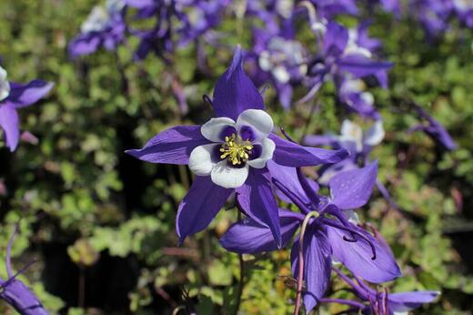 Aquilegia caer. 'S.M. Blue White' Orlíček velkokvětý 'S.M. Blue
