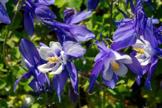 Aquilegia caer. 'S.M. Navy and White' Orlíček velkokvětý 'S.M. N