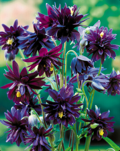 Aquilegia vulg. 'Barlow Black' Orlíček obecný 'Barlow Black'