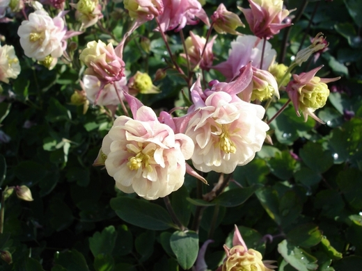 Aquilegia vulg. 'Winky Double Rose White' Orlíček obecný 'Winky