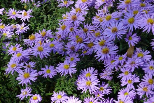 Aster dumosus 'Prof. A. Kippenberg' Hvězdnice keříčková 'Prof. A