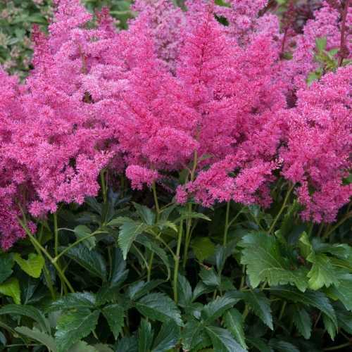 Astilbe x arendsii 'Astary® Rose' Čechrava arendsova 'Astary® Ro