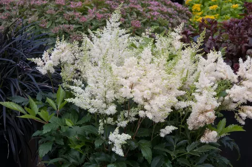 Astilbe x arendsii 'Astary® White' Čechrava arendsova 'Astary® W