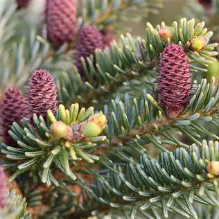 Abies koreana 'Magic Blue' – jedle korejská magic blue