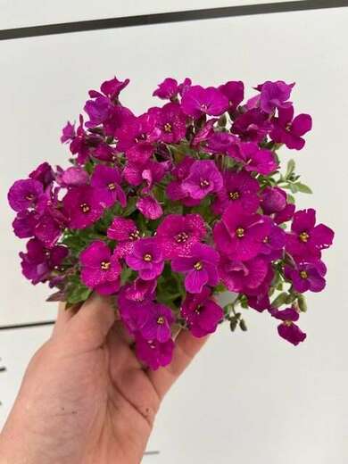 Aubrieta Audrey Red