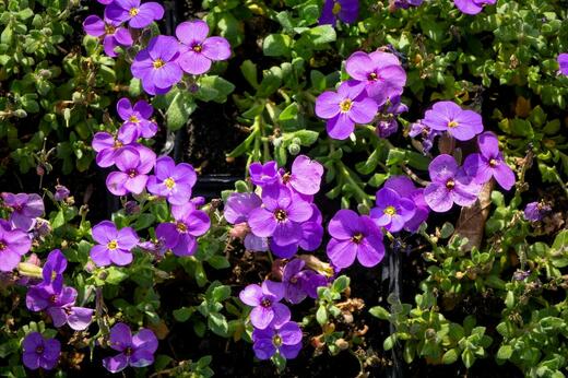 Aubrieta del. 'Audrey™ Blue Shades' Tařička kosníkovitá 'Audrey™