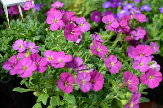 Aubrieta del. 'Axcent™ Lilac Imp.' Tařička kosníkovitá 'Axcent™