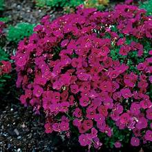 Aubrieta del. 'Cascade Red' Tařička kosníkovitá 'Cascade Red'
