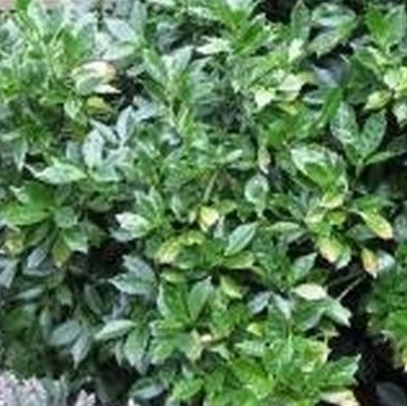 Aucuba japonica Rozannie.jpg